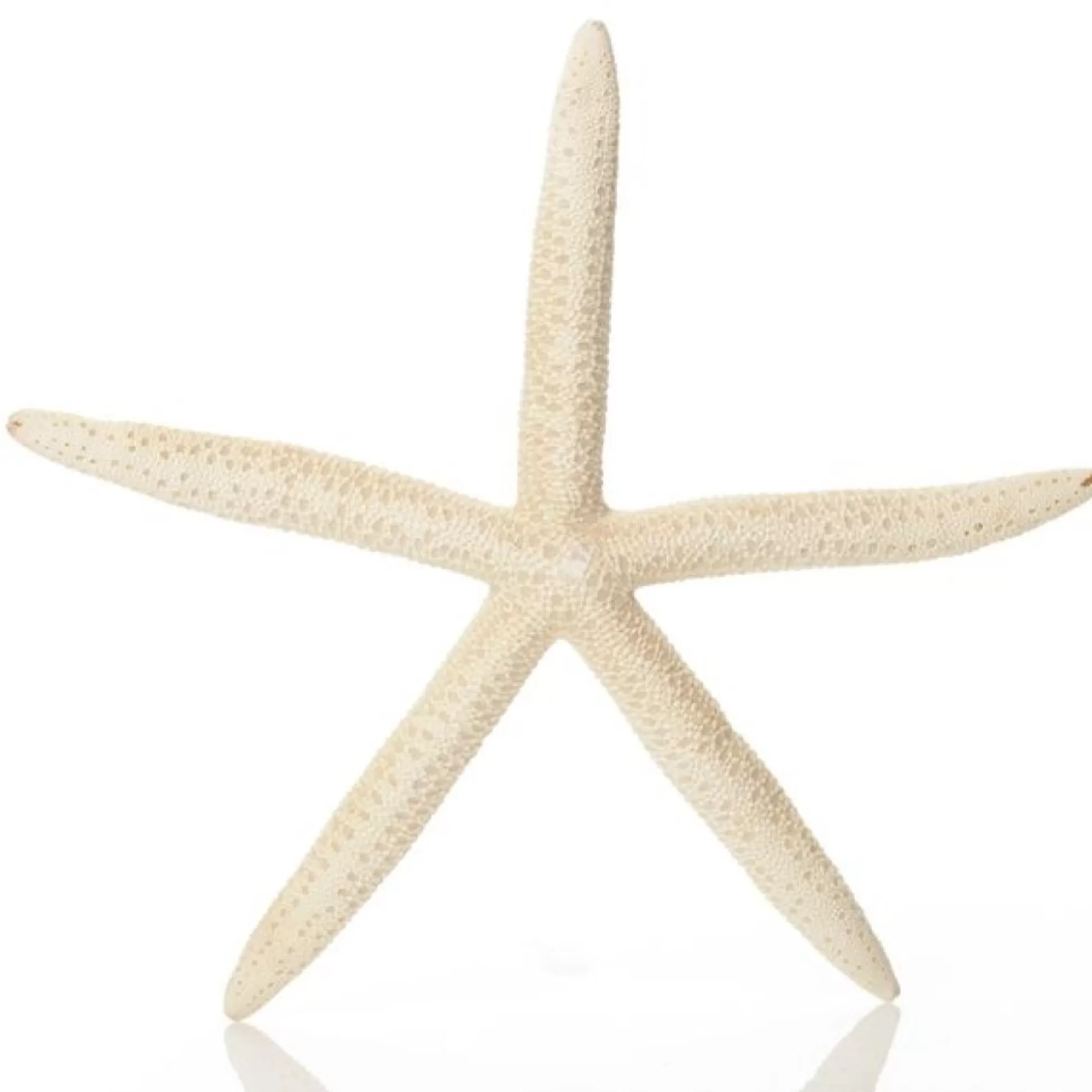 Finger Starfish White Beach Decorations |