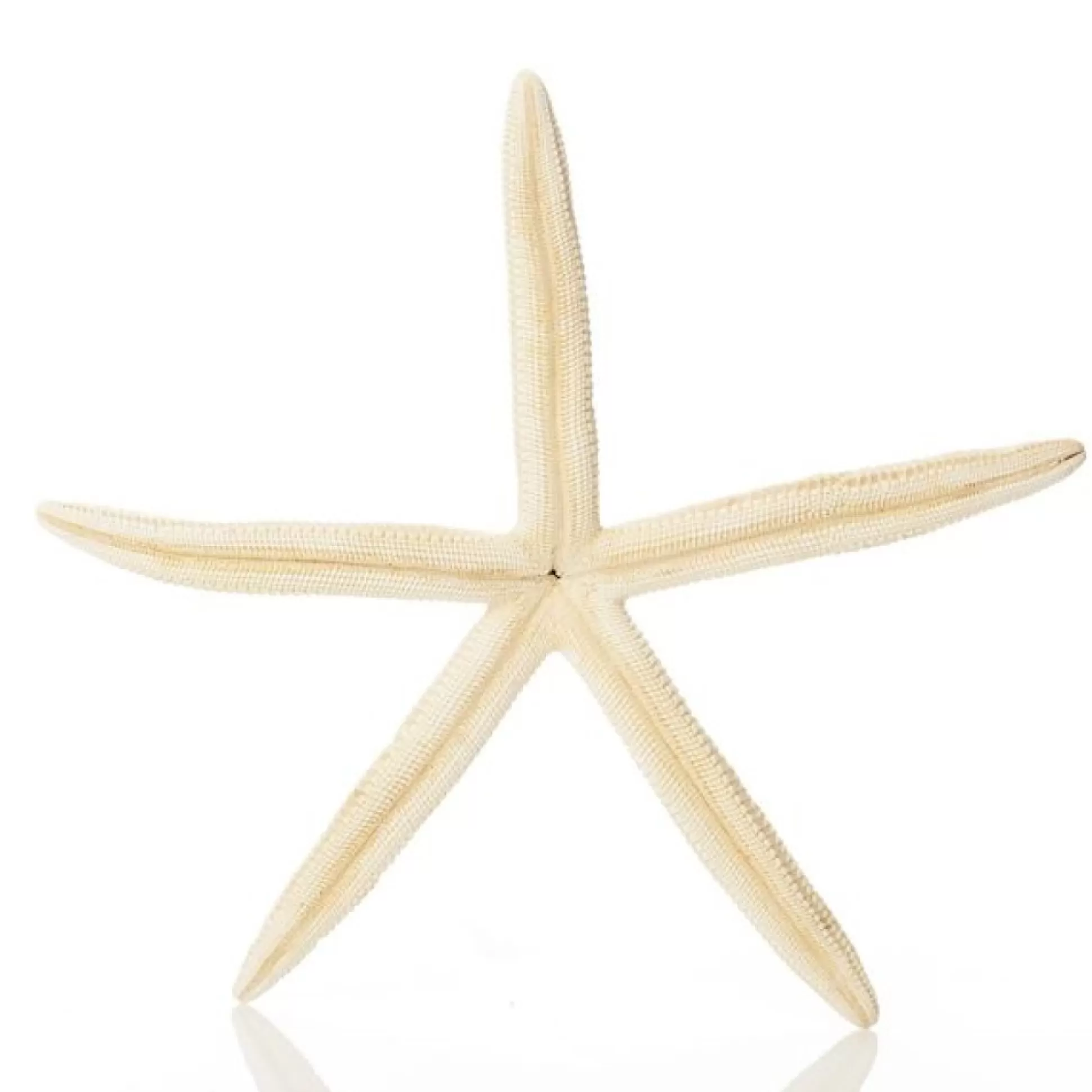 Finger Starfish White Beach Decorations |