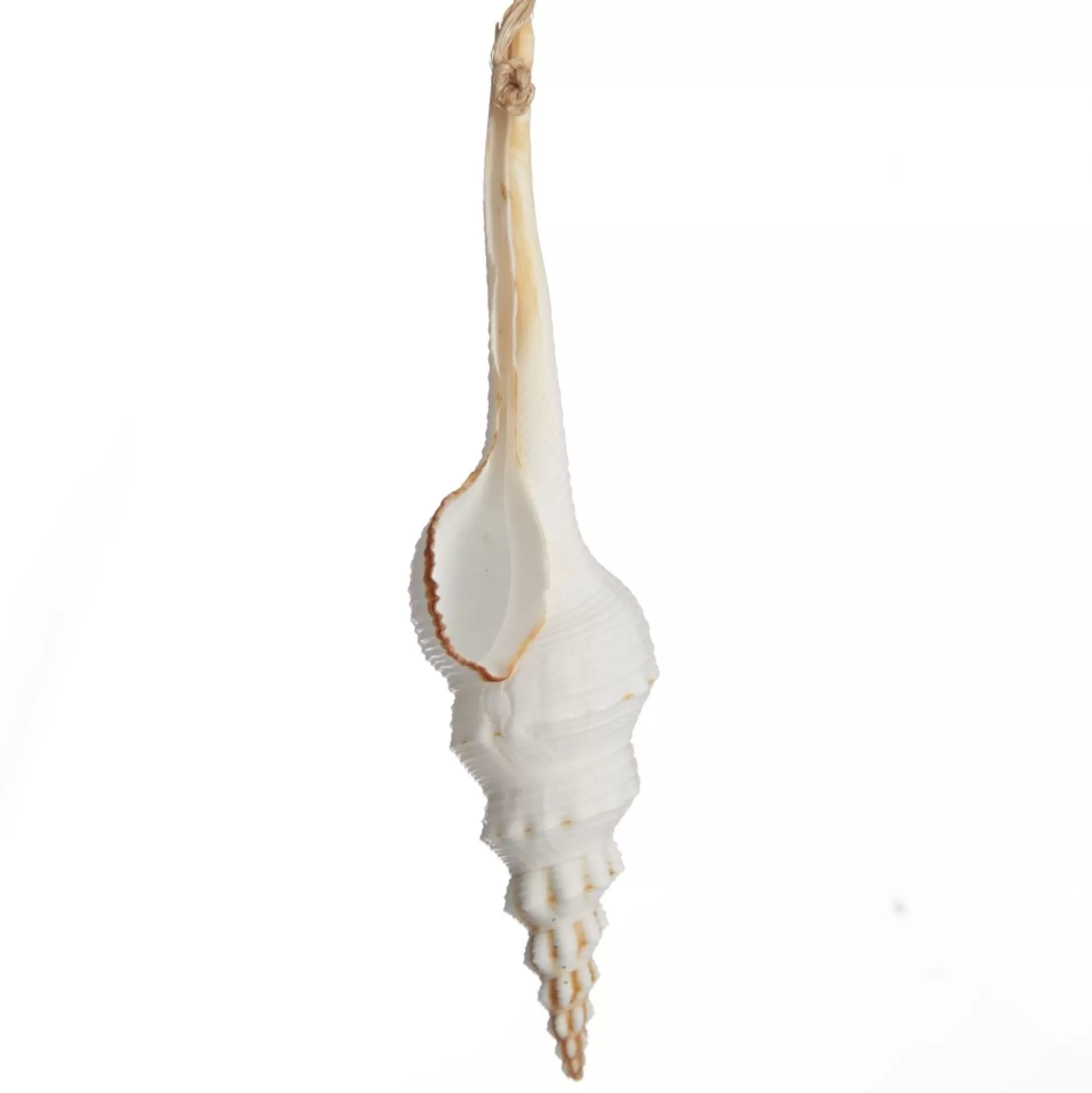 Hanging Conch Shell Tree Decoration Beach Decorations |