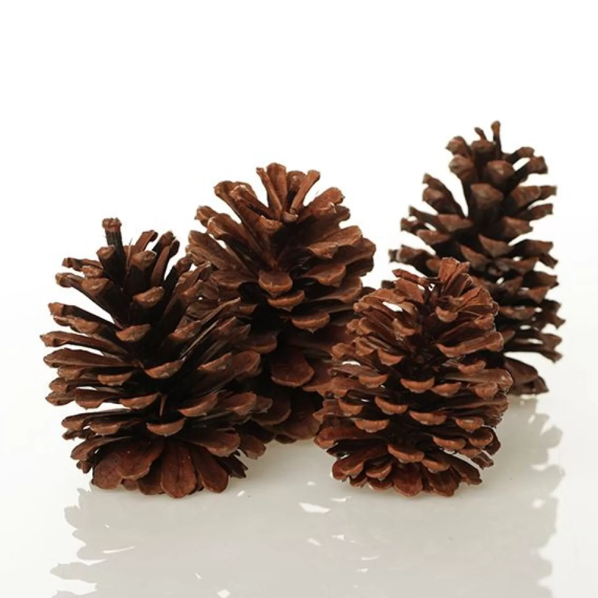 Medium Natural Real Pine Cones - Pack of 4 Pinecones And Acorns |