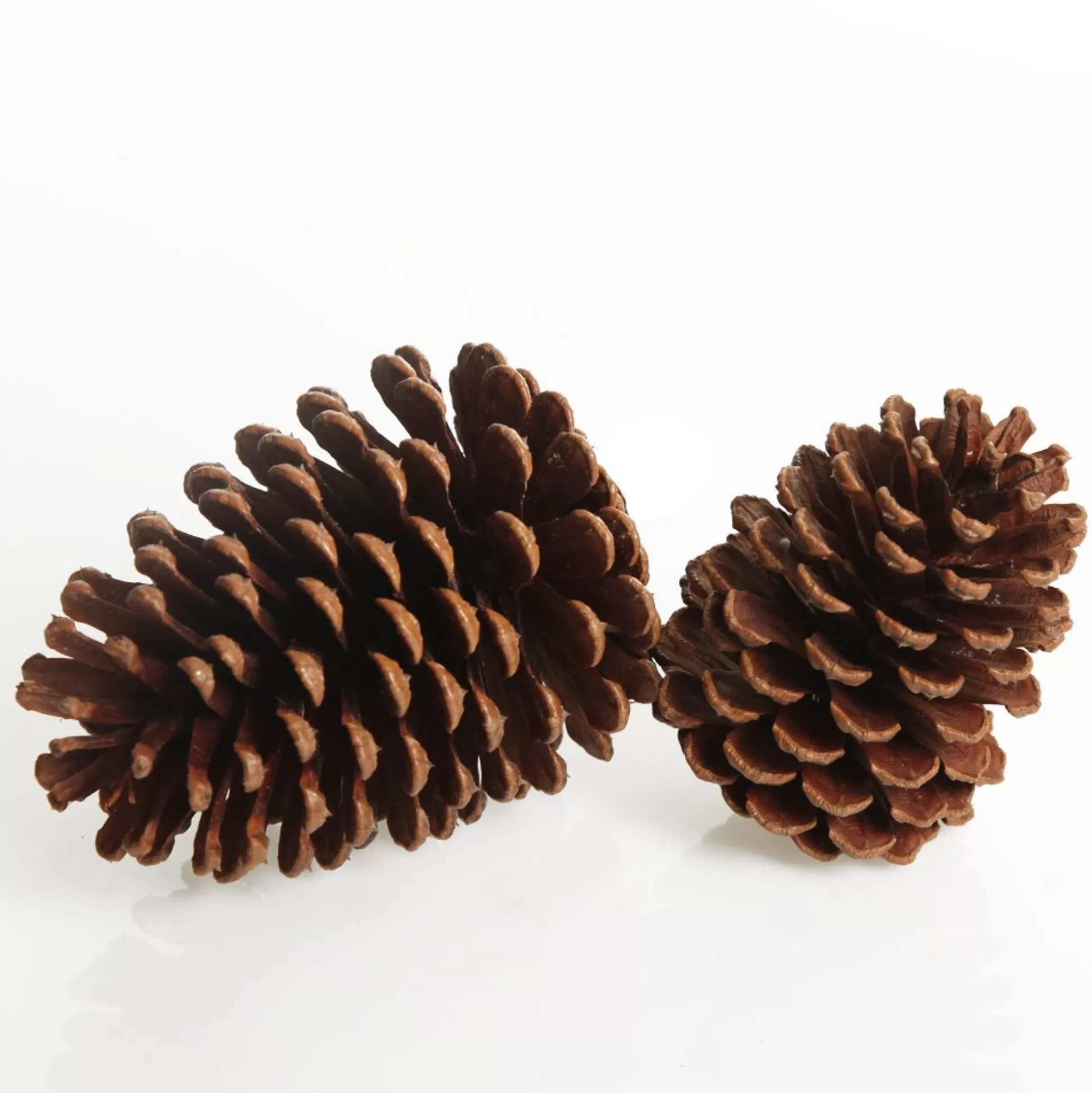 Natural Pine Cone Pinecones And Acorns |