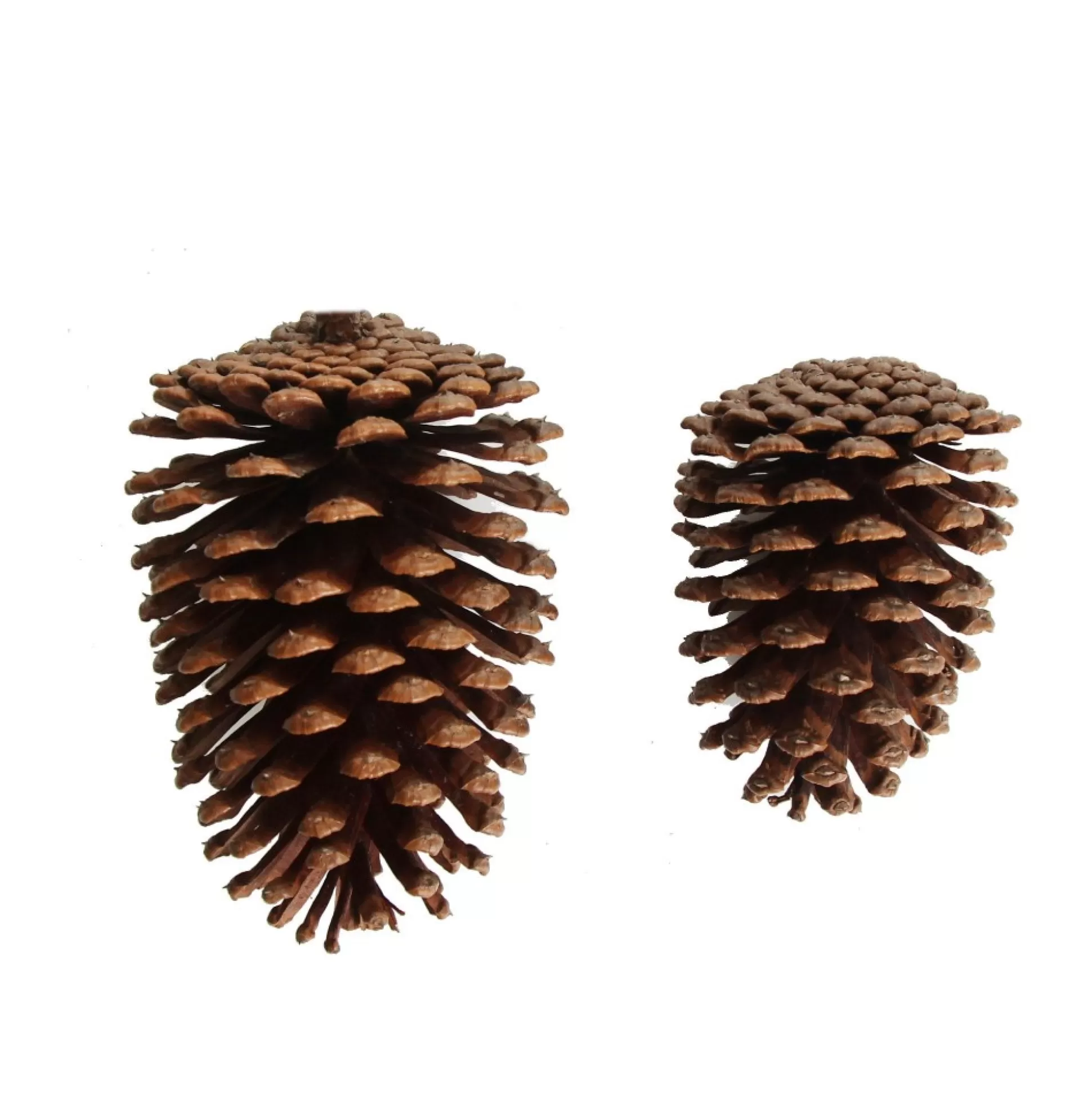 Natural Pine Cone Pinecones And Acorns |