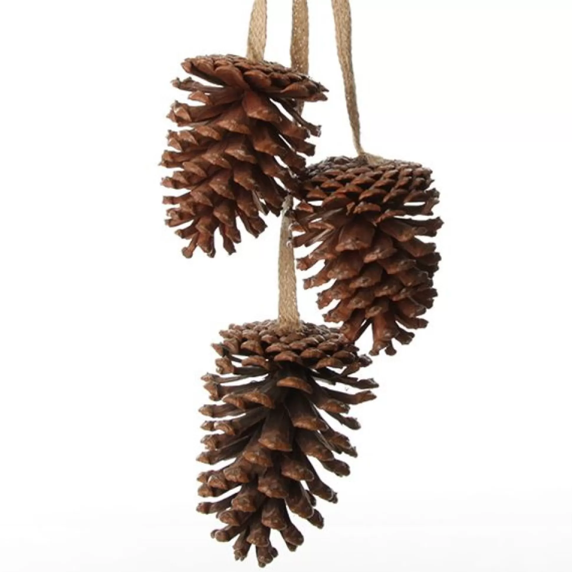 Natural Pine Cone Drop Trio Pinecones And Acorns |