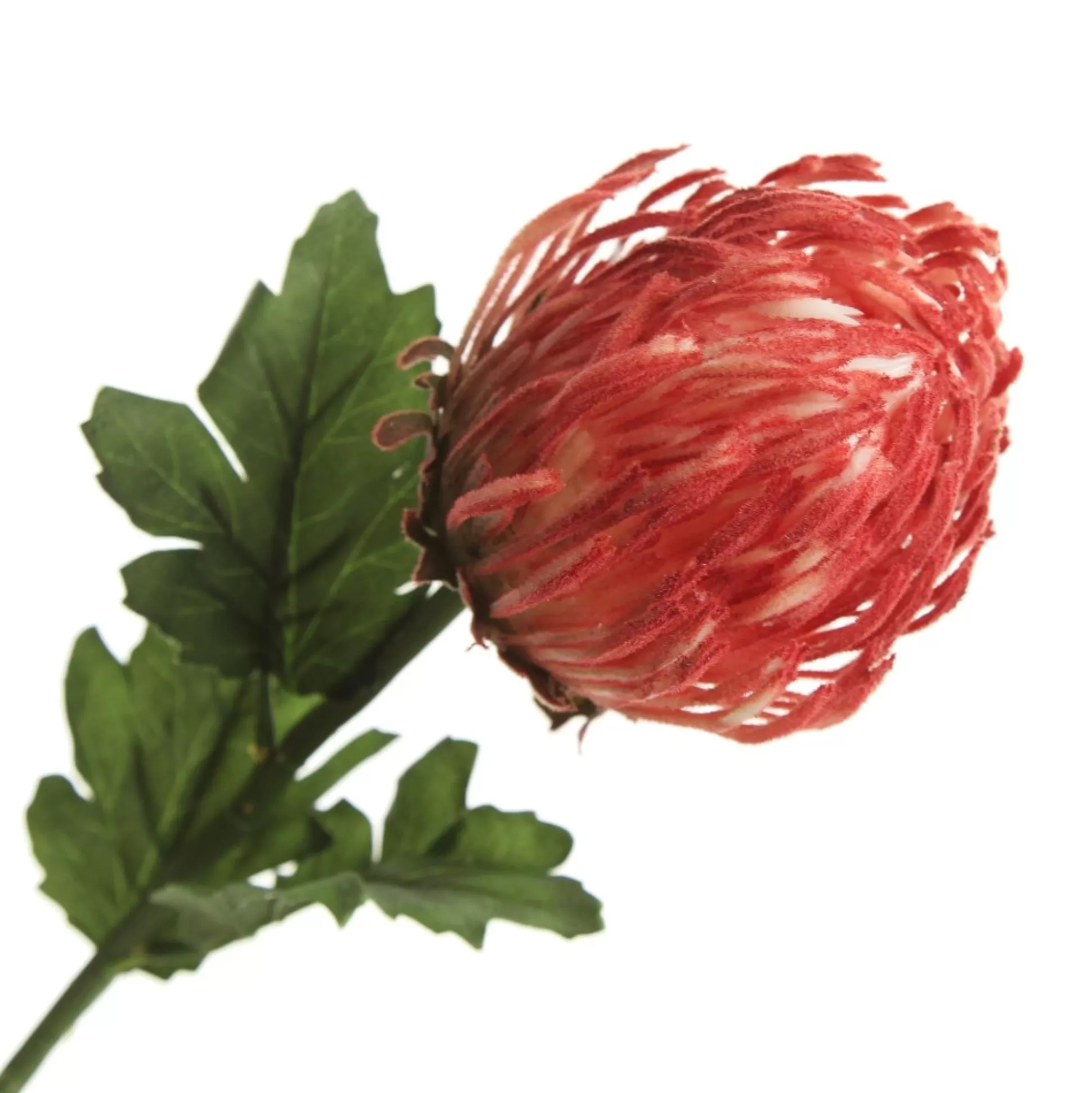 Red Pincushion Protea Flower Stem Christmas Flowers |